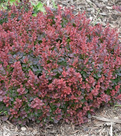 Barberry Sunjoy® Mini Salsa